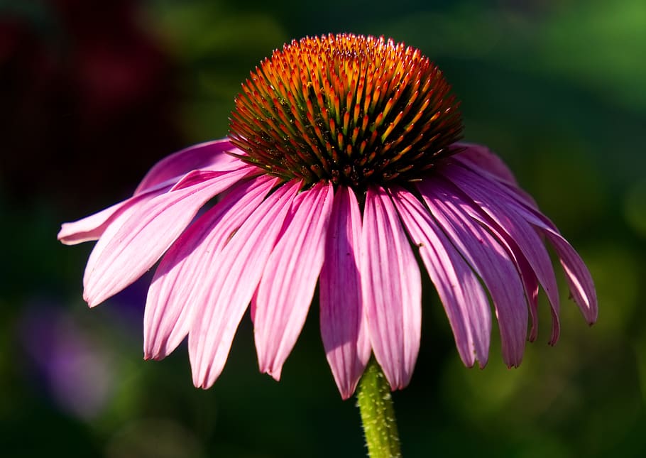 echinacea, blossom, bloom, purple, nature, flower, plant, summer HD wallpaper
