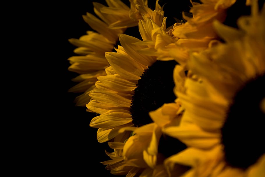 yellow sunflower with black background, blossom, plant, flora, HD wallpaper