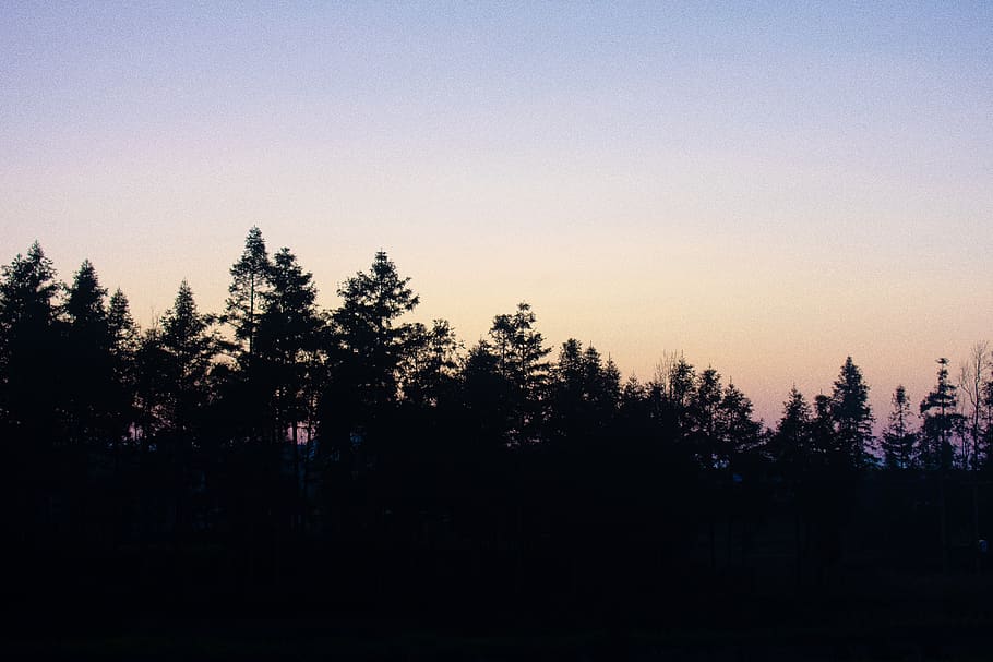 silhouette, tree, woods, sky, shadow, plant, tranquility, beauty in nature HD wallpaper