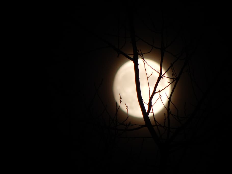 mond, nacht, zweige, bäume, moon, branch, silhouette, tree