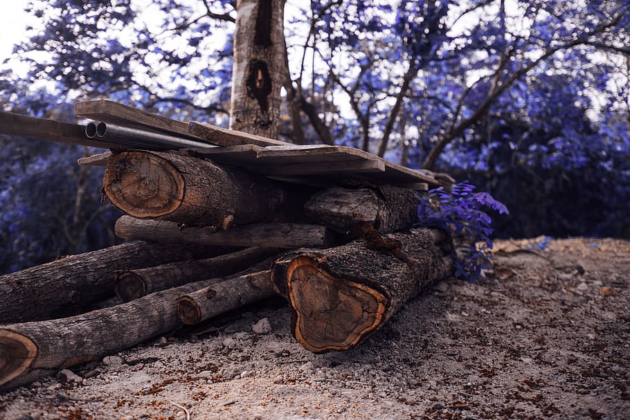wood, lumber, plant, tree, tree trunk, ground, fire, monastery HD wallpaper
