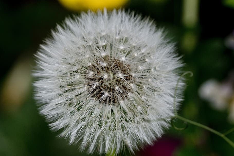 garden, dandelion, nature, macro, flower, flowering plant, fragility HD wallpaper