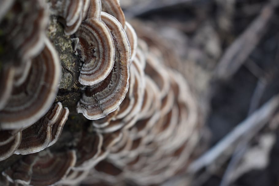 tree, mushroom, forest, nature, mushrooms, autumn, moss, log HD wallpaper
