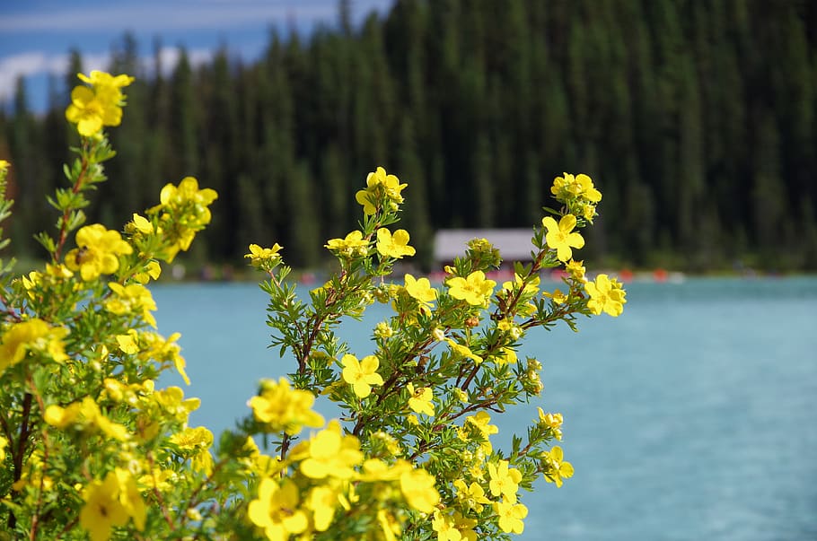 canada, lake louise, trees, flower, flowers, yellow, blue, nature, HD wallpaper