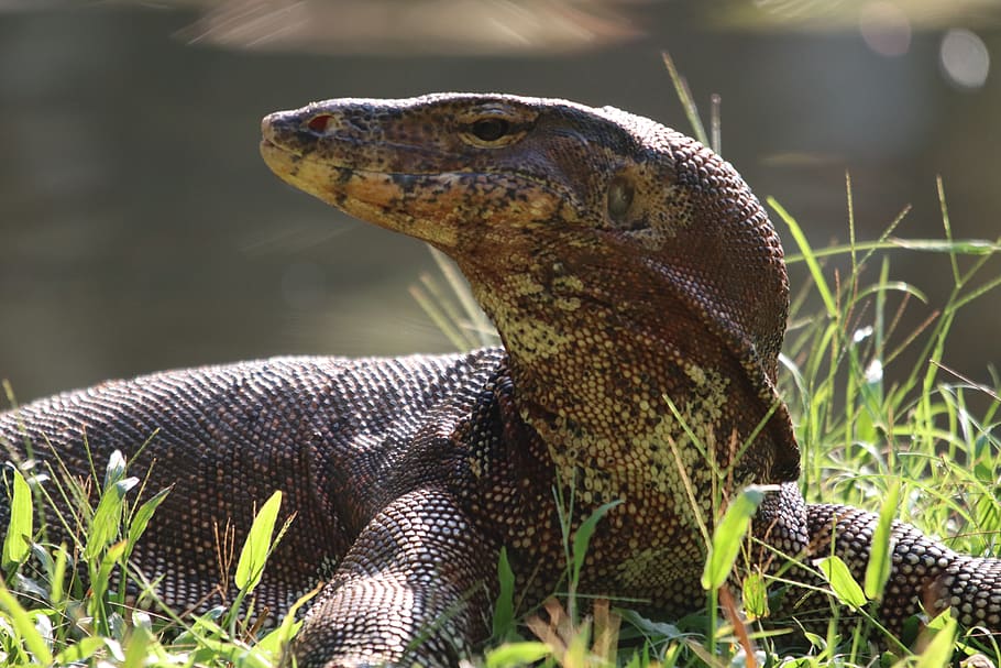 monitor, lizard, reptile, animal, scaly, close up, creature HD wallpaper