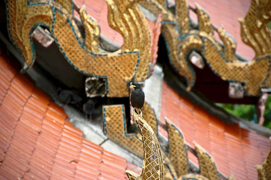 dragon, architecture, no people, day, animal representation HD wallpaper