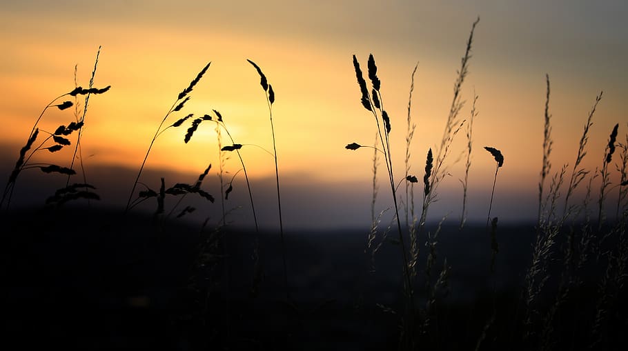 sunset, silhouette, grass, nature, outdoor, sonnenuntergang HD wallpaper