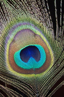 peacock, feather, close-up, macro, bird, colorful, plumage HD wallpaper