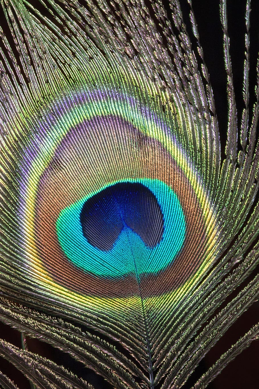 HD wallpaper: peacock, feather, close-up, macro, bird, colorful, plumage |  Wallpaper Flare