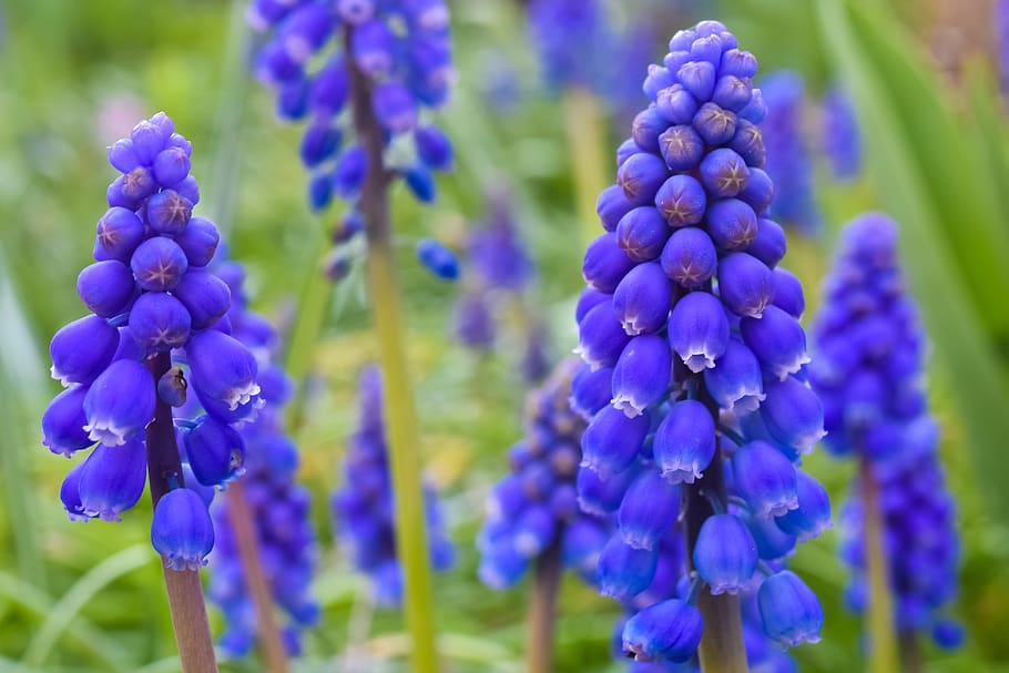 muscari, flower, spring, blue, blossom, bloom, hyacinth, garden plant HD wallpaper