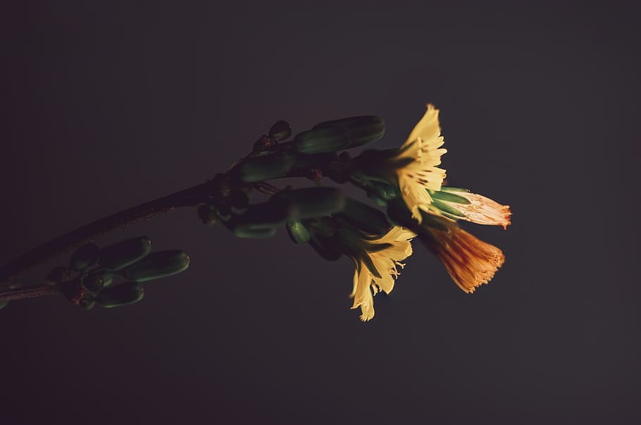 yellow-petaled flower, studio shot, flowering plant, beauty in nature HD wallpaper