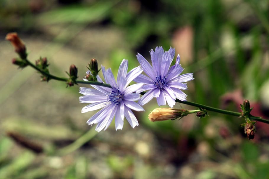 flowers, macro, plants, nature, violet, nice, flowering plant HD wallpaper