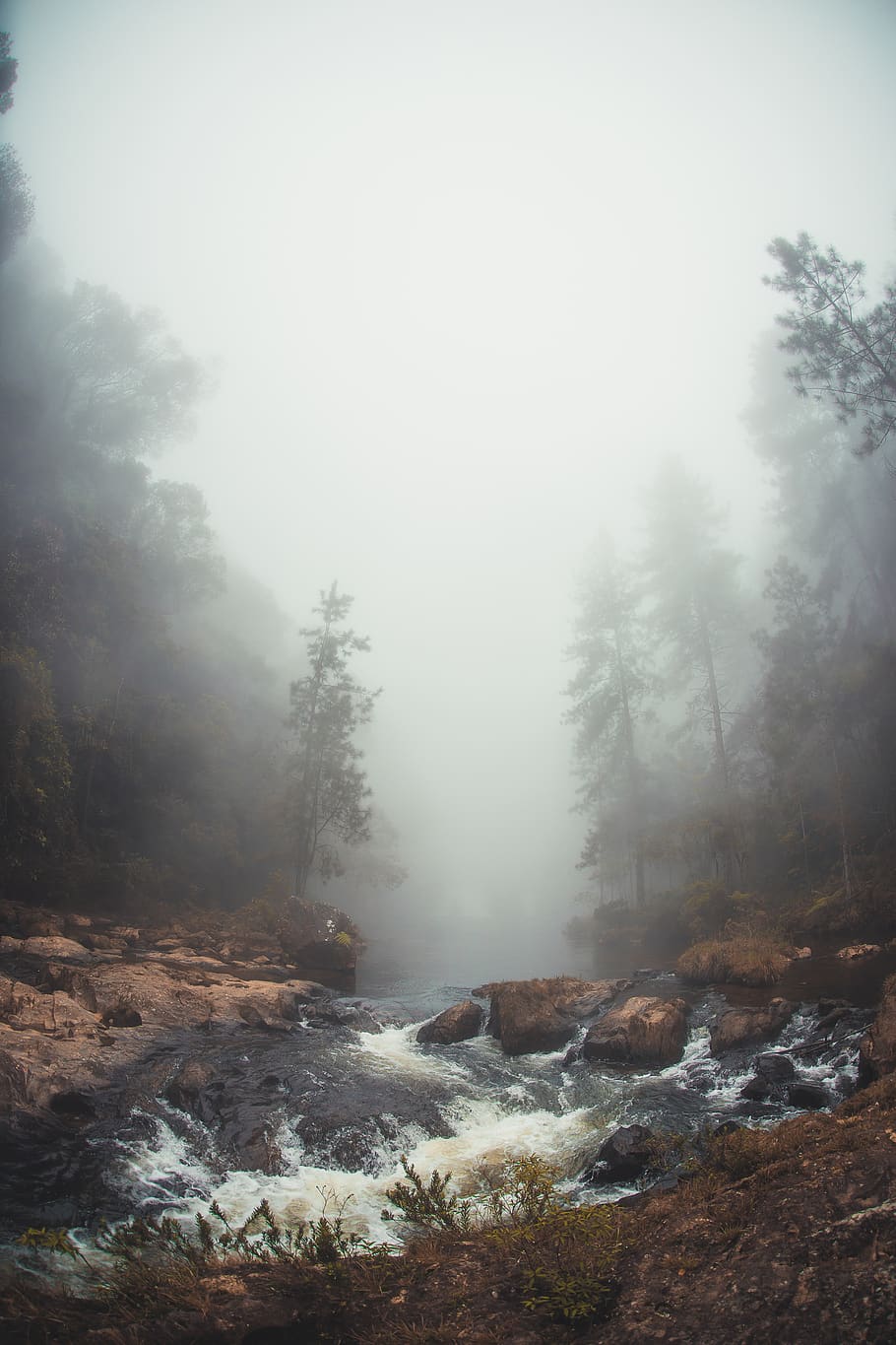 forest surrounded by river, fog, nature, weather, grey, water HD wallpaper