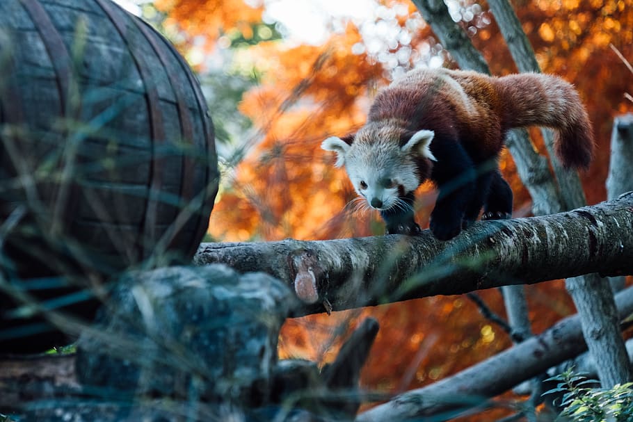red panda on tree branch, animal, bear, lesser panda, mammal HD wallpaper