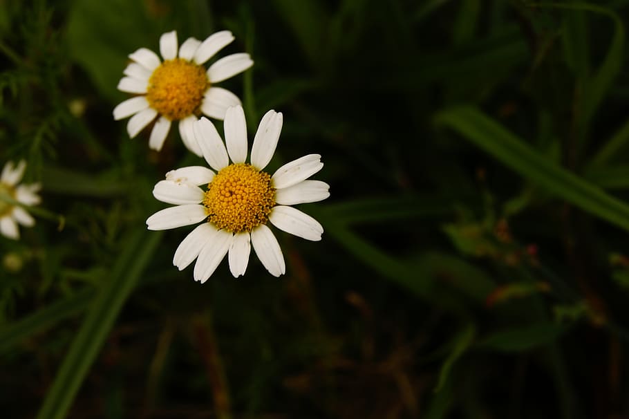 chamomile, yellow, white, herbs, therapeutics, herbal medicine HD wallpaper