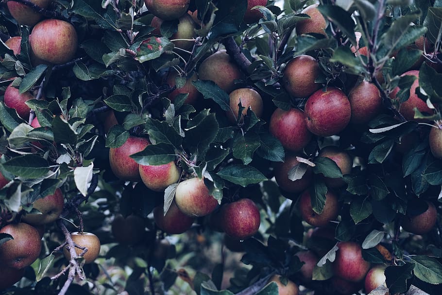 apples, fall, leaves, green, trees, fruit, orchard, farm, nature HD wallpaper