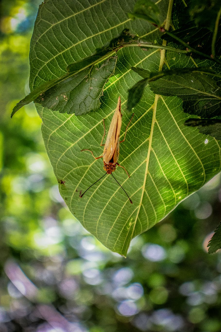 brown insect on leaf, tehran, moth, butterfly, animal, grasshopper HD wallpaper