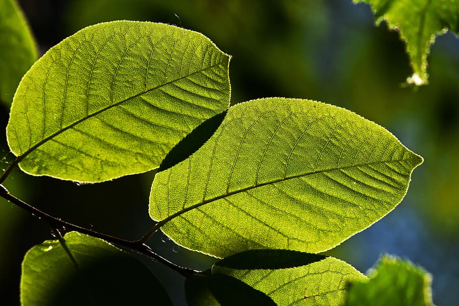 twig, leaf, green, foliage, veins, ecology, environment, greenery HD wallpaper