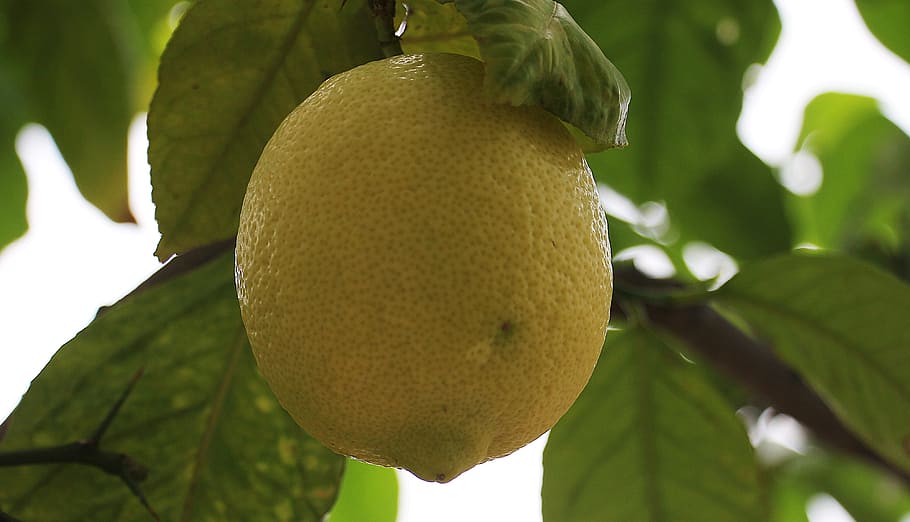 lemon, macro, fresh, fruit, food, nature, sour, citrus, healthy eating HD wallpaper