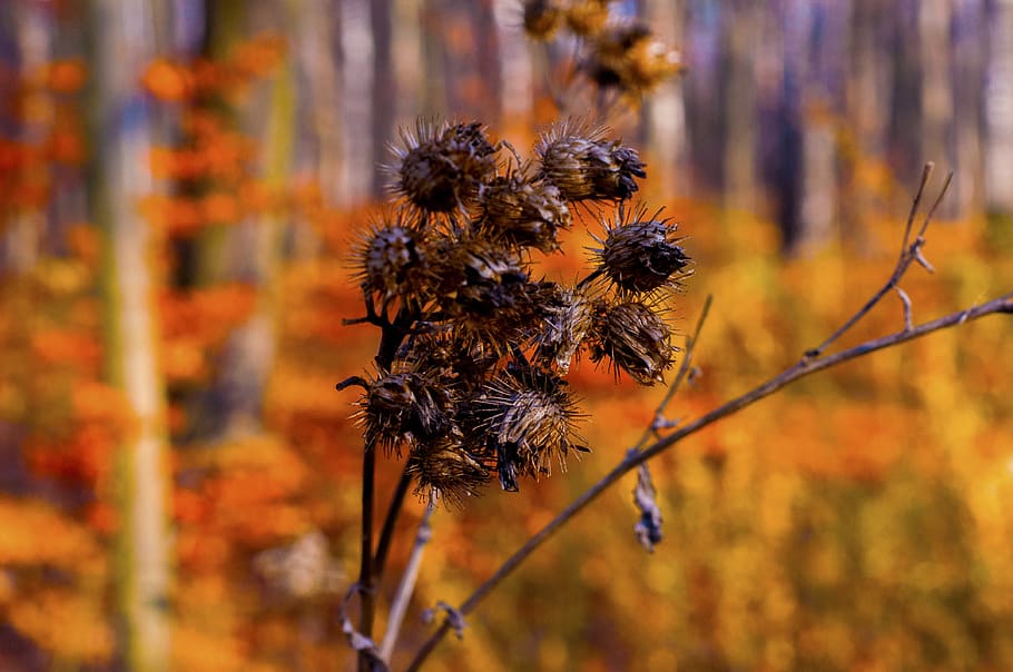 autumn, velcro, forest, plant, nature, focus on foreground HD wallpaper