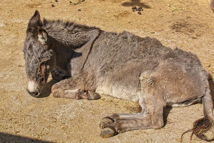 donkey, head, ears, beast of burden, livestock, mammal, portrait, HD wallpaper