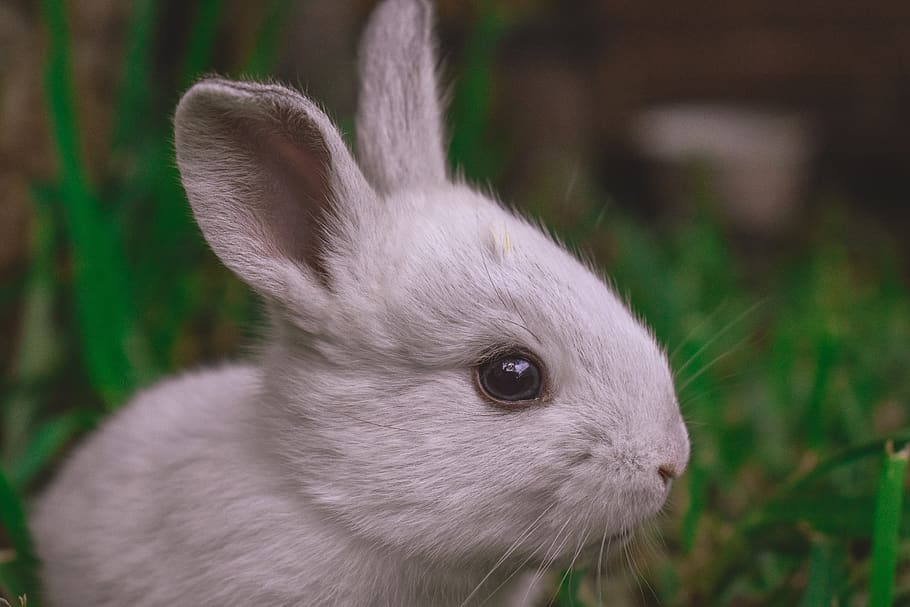 rabbit, animals, cute, nature, mammal, ears, pet, adorable, HD wallpaper