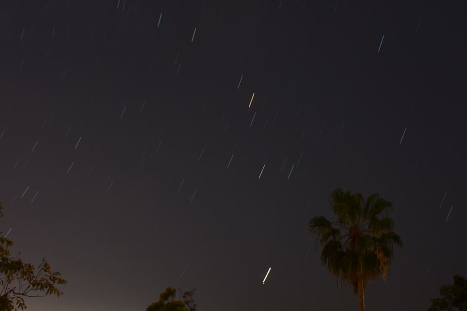 night, palm tree, sky, tropical climate, low angle view, plant HD wallpaper