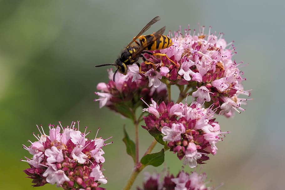 nature, insect, summer, macro, wing, flower, flowering plant HD wallpaper