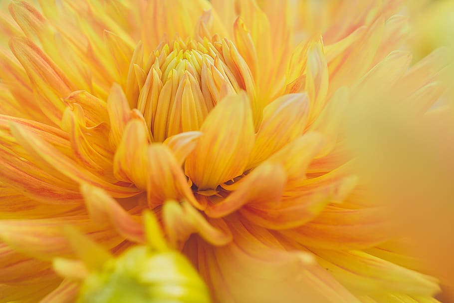 Close-Up Photography of Yellow Dahlia Flower, beautiful, bloom HD wallpaper