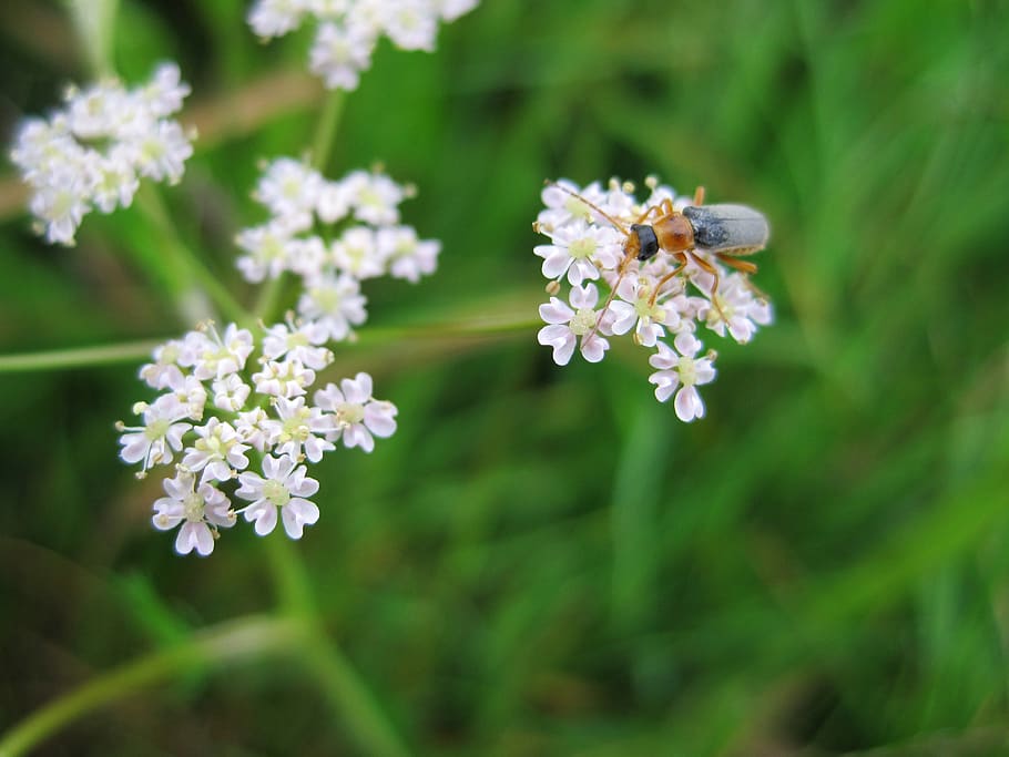 insect, flower, green, white, leaves, summer, nature, life HD wallpaper