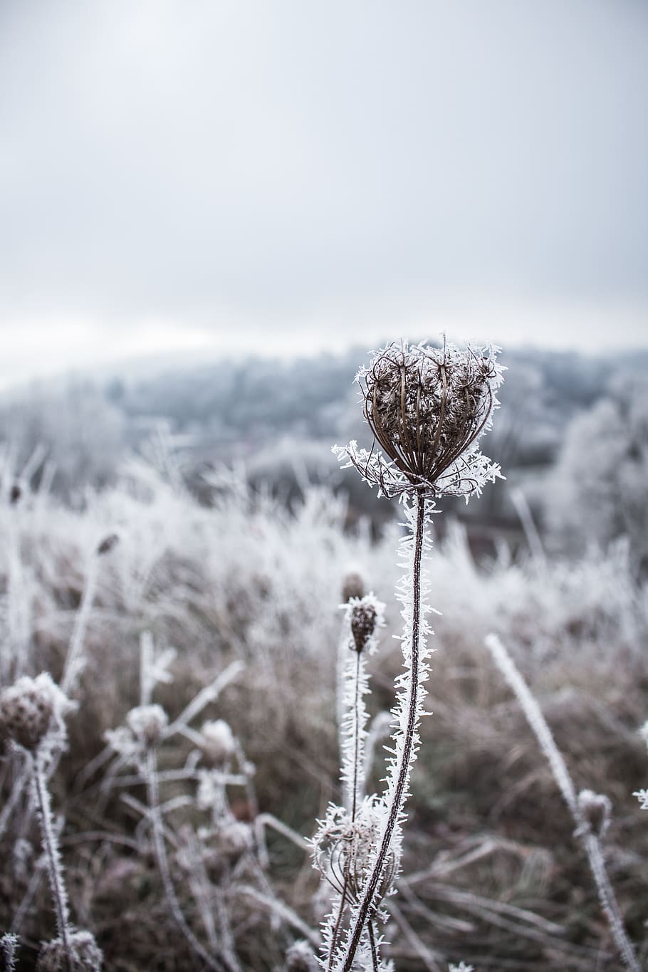 winter, plant, cold temperature, snow, focus on foreground HD wallpaper