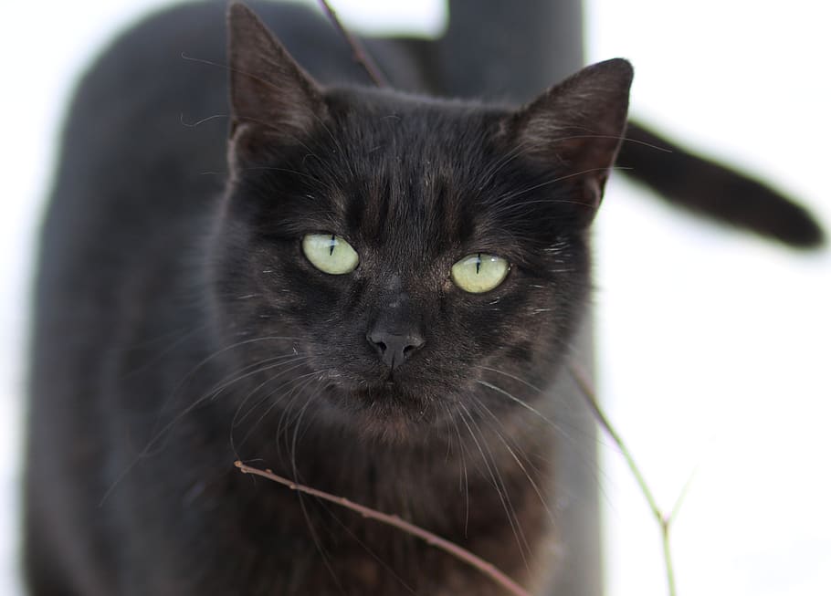 cat, black, pet, cute, beauty, about, domestic, domestic animals HD wallpaper