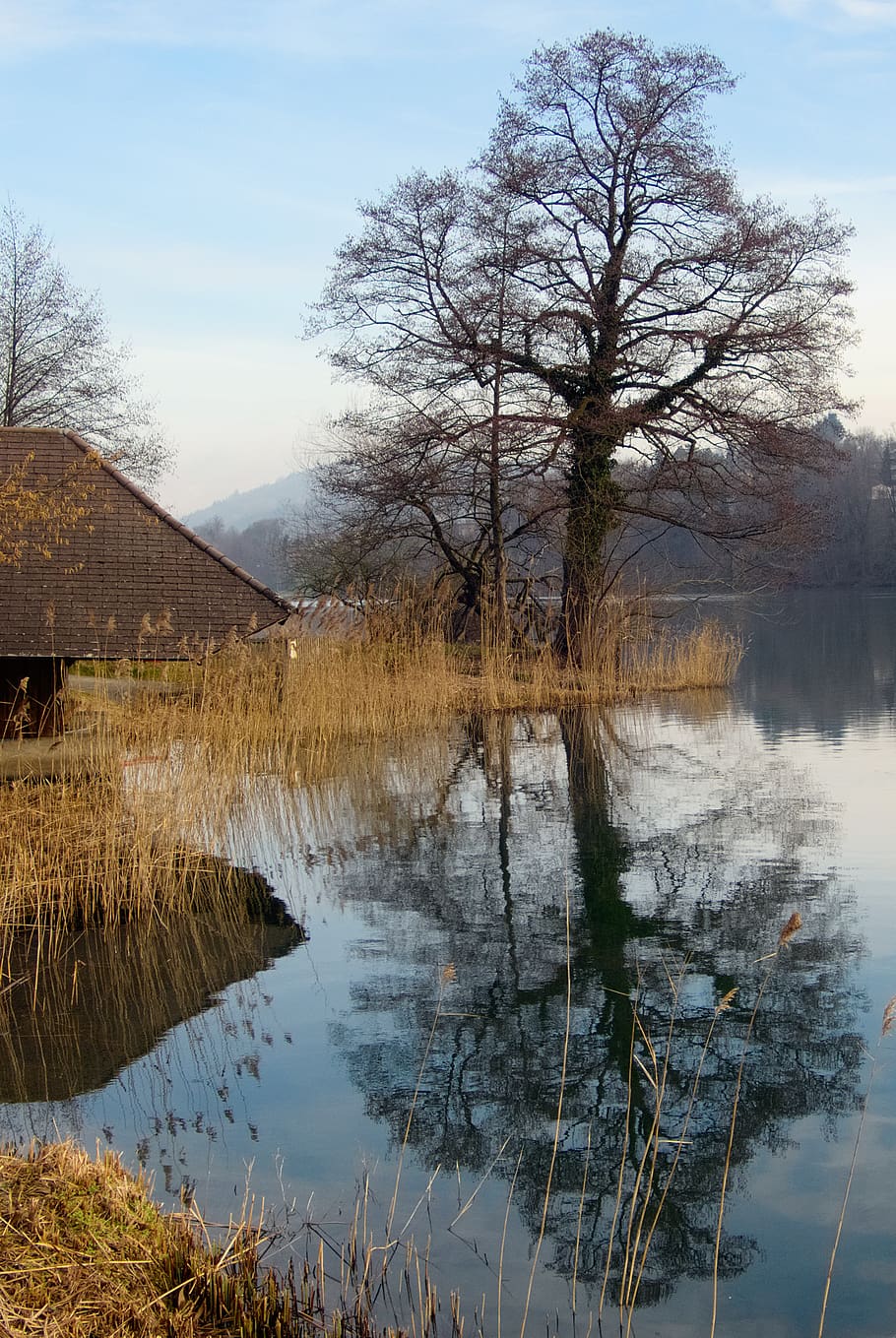 tree, nature, reflection, waters, lake, rotsee, boat house HD wallpaper