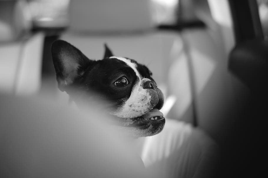 grayscale photography of dog, mammal, pet, canine, animal, bulldog