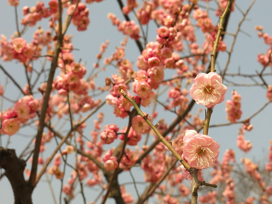spring, flowers, trees, flowering plant, growth, fragility HD wallpaper