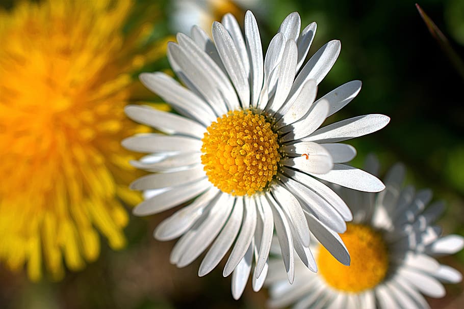 daisy, petals, plant, yellow, green, decorate, blossoms, fresh HD wallpaper