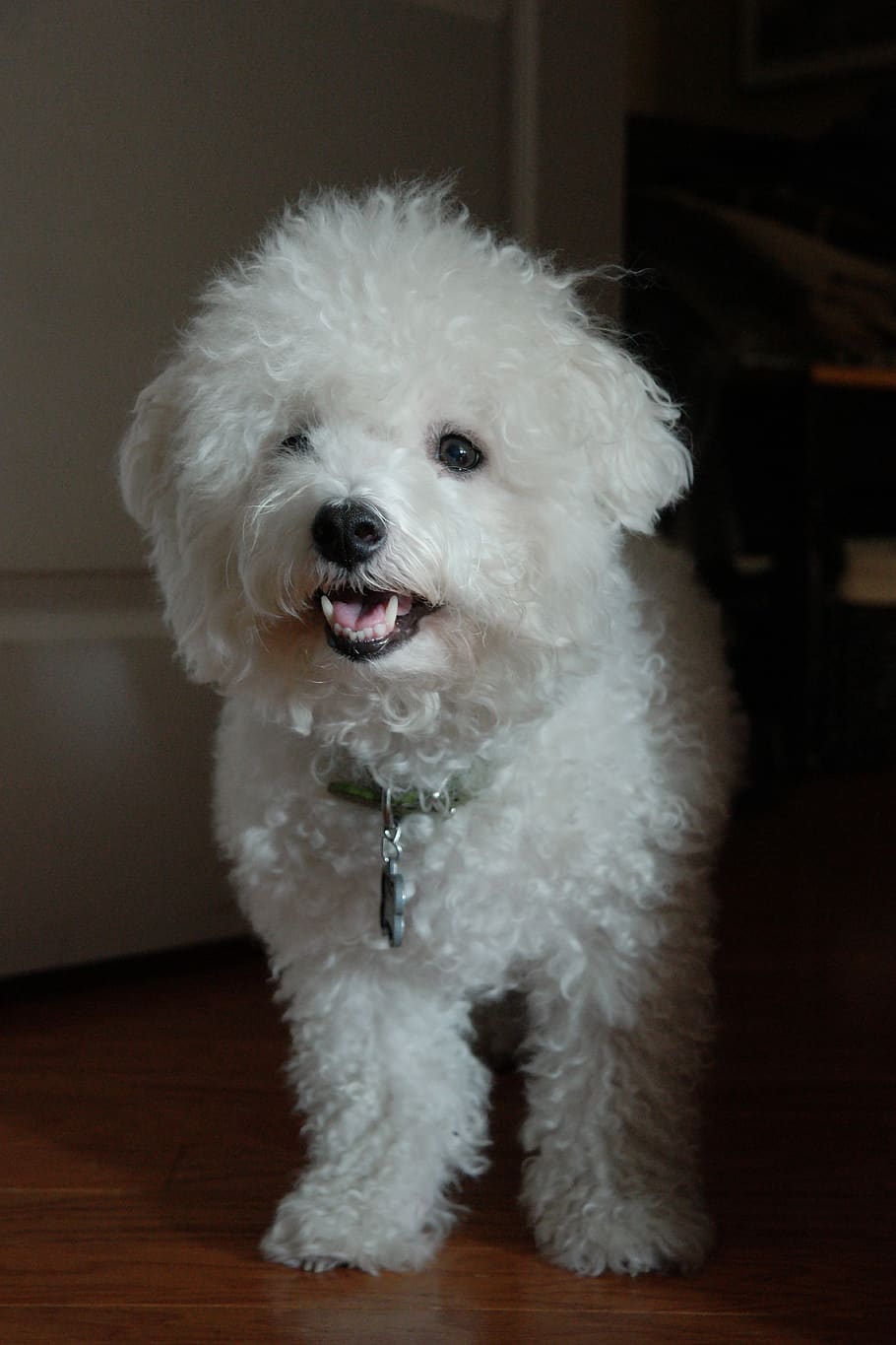 short-coated white dog, pet, mammal, canine, animal, poodle, puppy