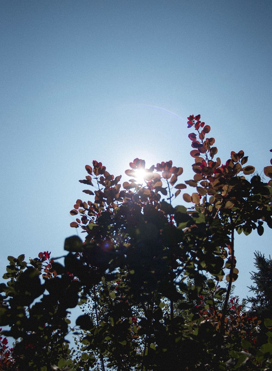 sun, sky, red, leaves, outside, nature, trees, plant, low angle view HD wallpaper