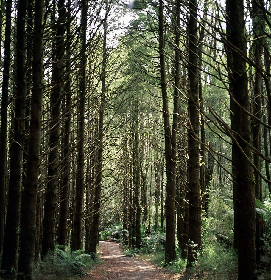 Unpaved Pathway Between Trees, branches, environment, forest HD wallpaper