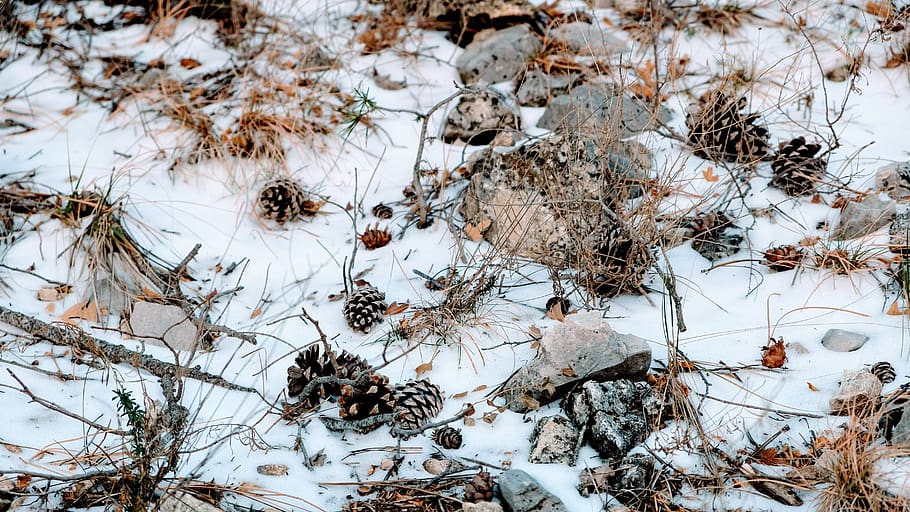 pine cone, tree, snow, cold, ice, cold temperature, winter HD wallpaper