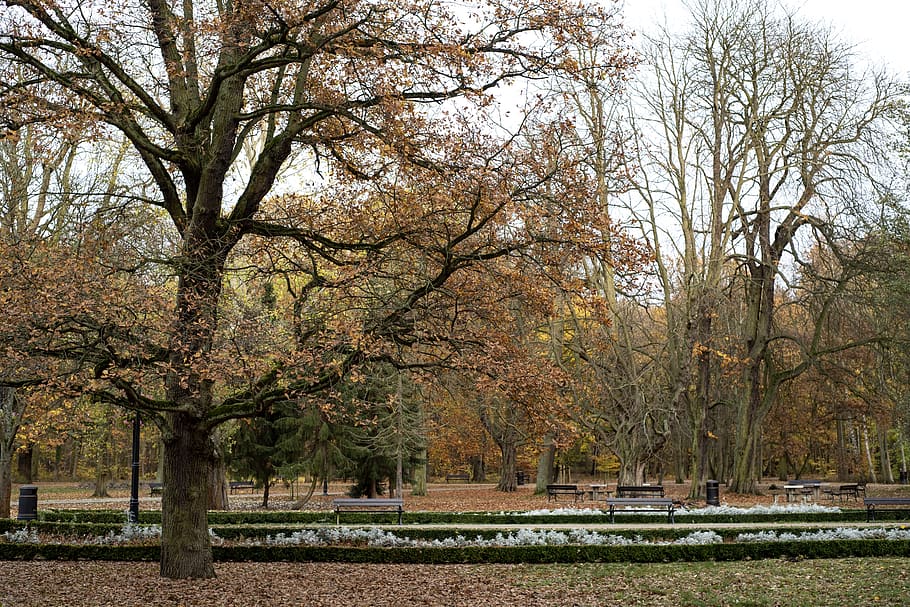 autumn, park, leaf, nature, tree, outdoor, colorful, bench HD wallpaper