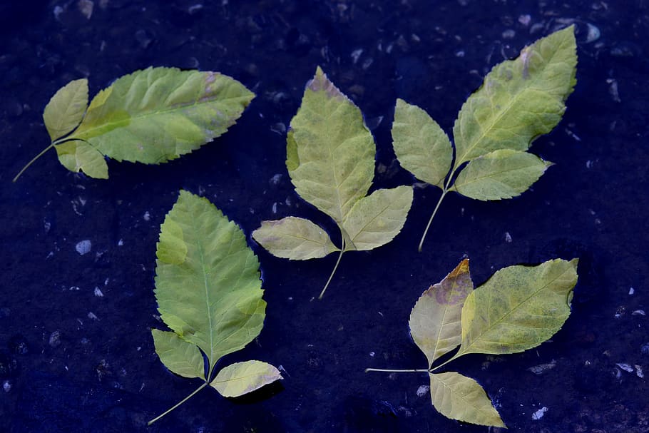 leaves, yellow, water, float, autumn, nature, color, leaf, plant part HD wallpaper