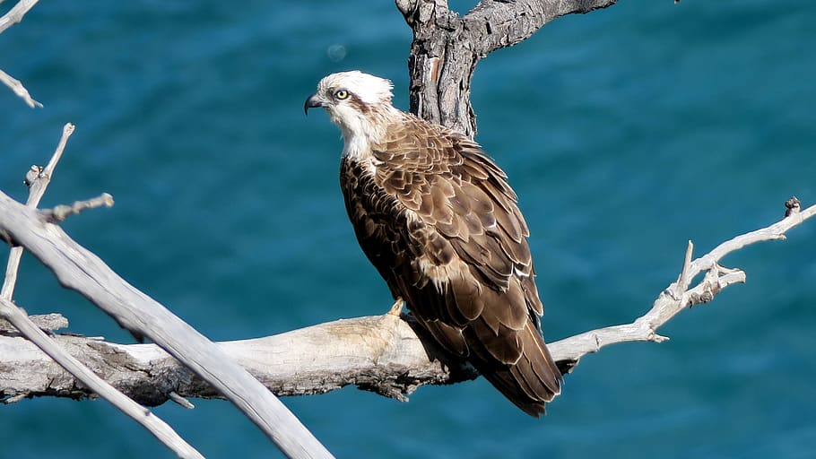 osprey, bird, raptor, animals in the wild, vertebrate, animal wildlife, HD wallpaper