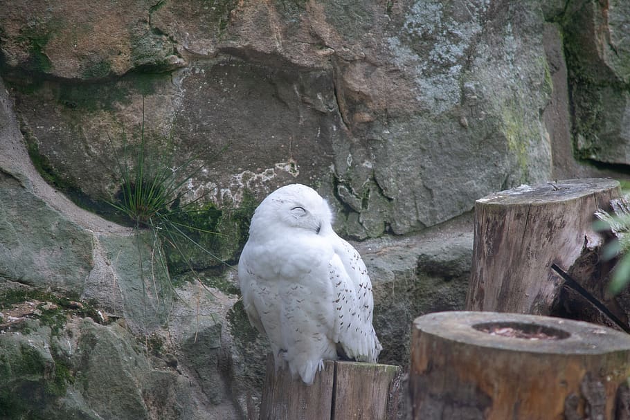 bird, owl, zee, perched, stumps, rocks, bird of prey, animal themes HD wallpaper