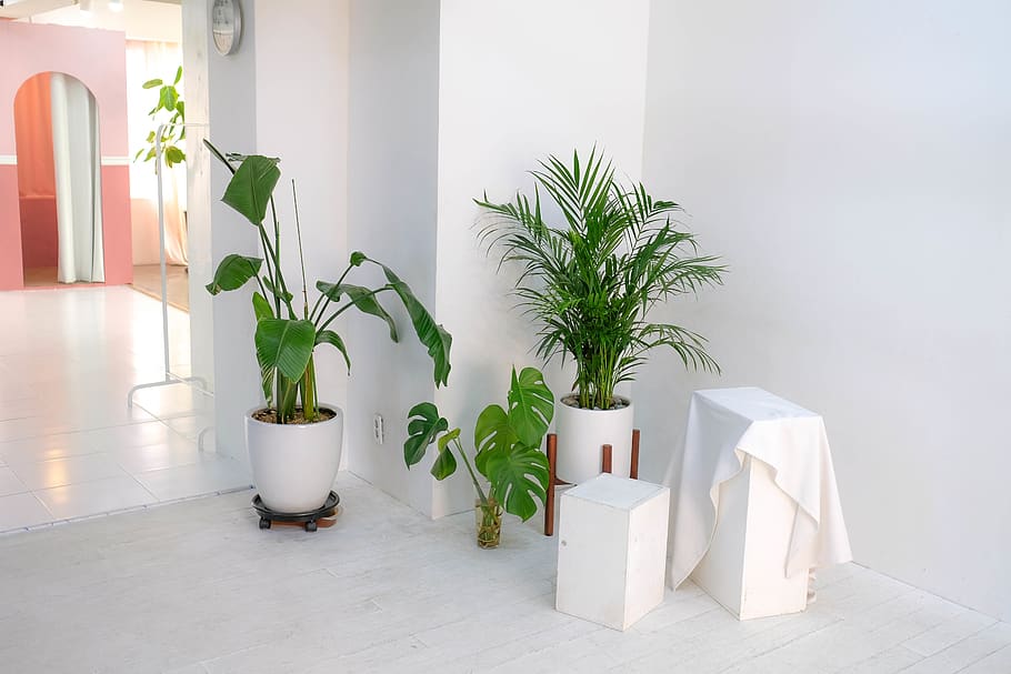 green leafed-plants, potted plant, nature, no people, indoors HD wallpaper