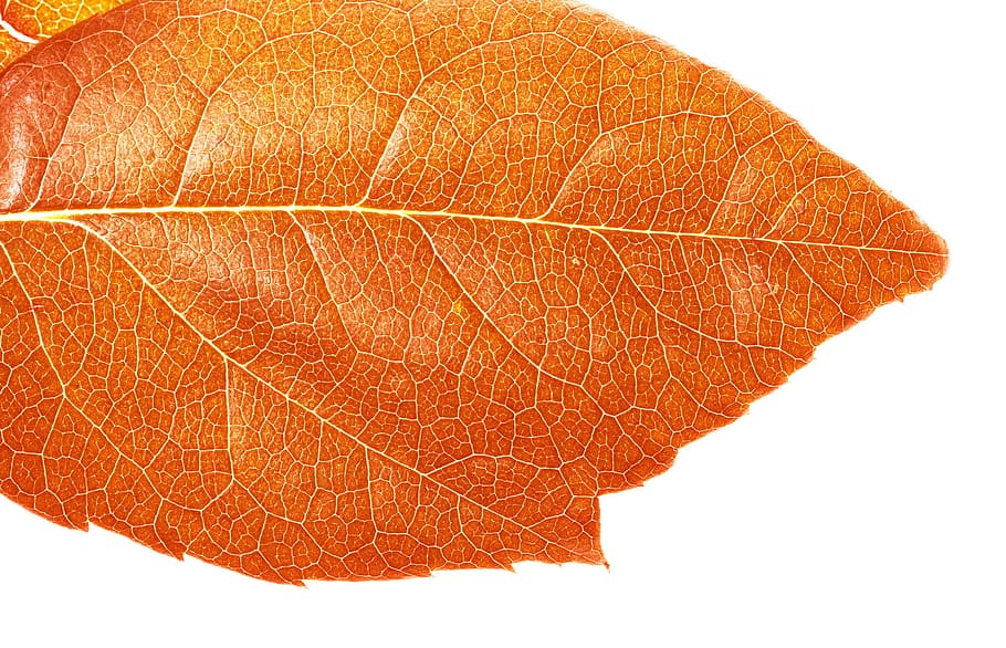 autumn, isolated, leaf, macro, maple, natural, nature, november HD wallpaper
