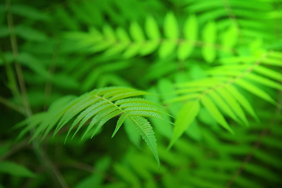 abstract, bokeh, blur, green, leaves, green color, leaf, plant part HD wallpaper