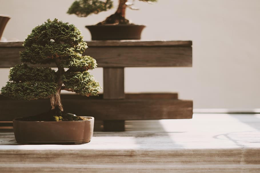 Bonsai tree japanese garden 1080P, 2K, 4K, 5K HD wallpapers free download |  Wallpaper Flare