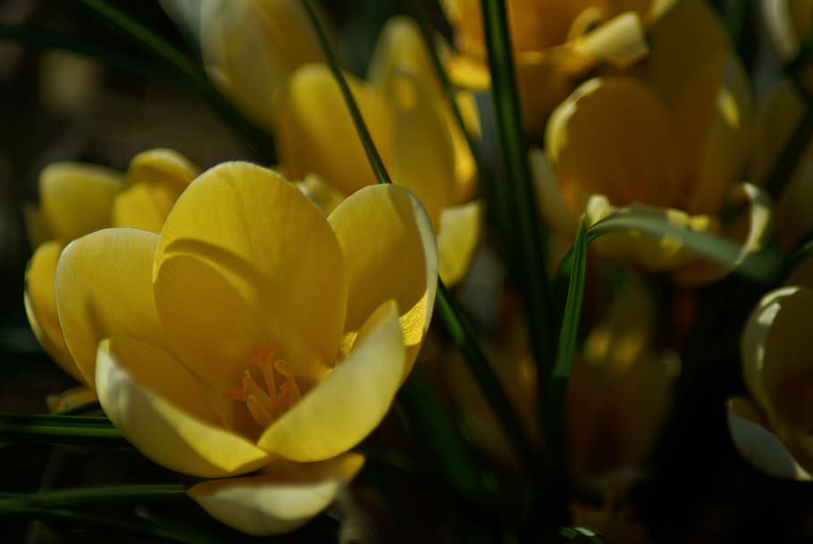 flower, yellow, flowers, spring, nature, summer, plants, petals HD wallpaper