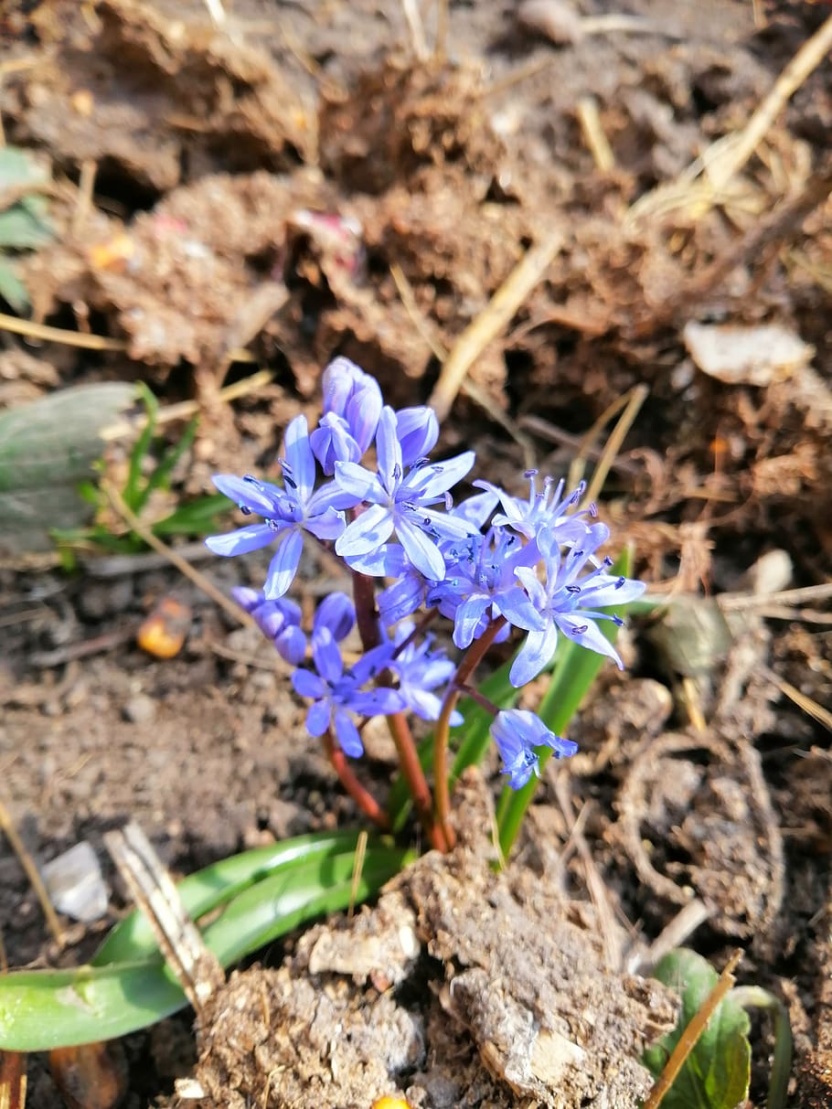 flower, flowers, spring, blossom, sunny, flowering plant, vulnerability HD wallpaper